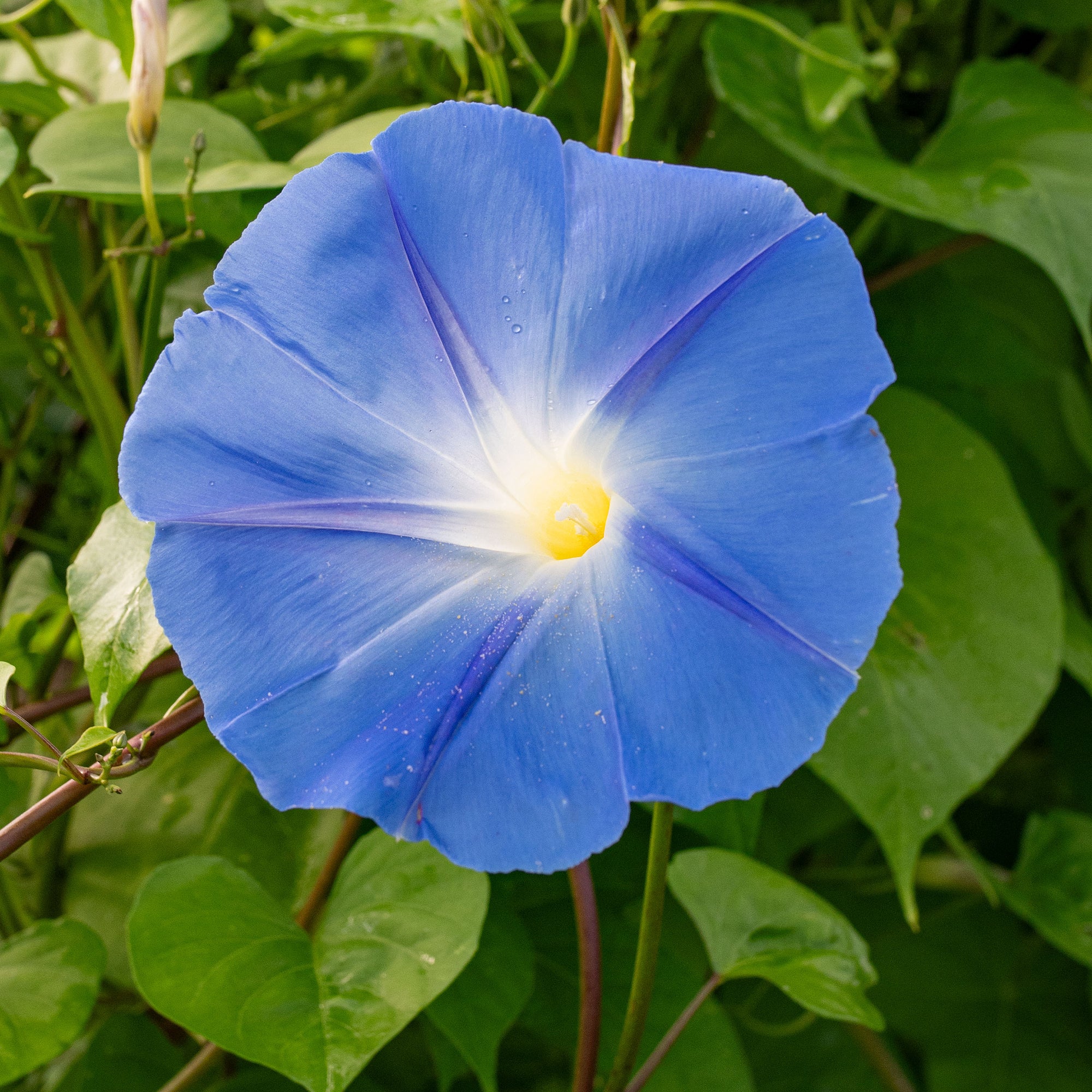 Morning Glory 'Bagua'