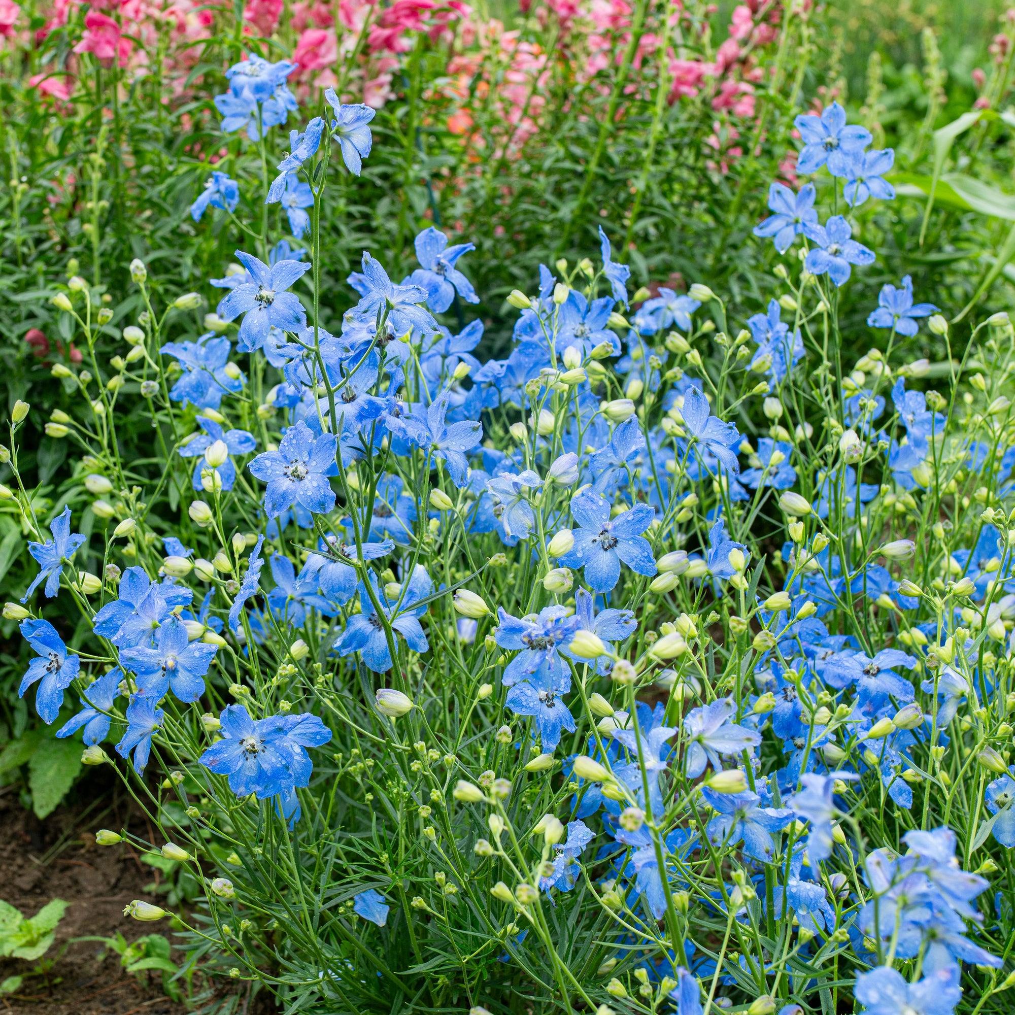 Delphinium 'Cheer Blue' F1