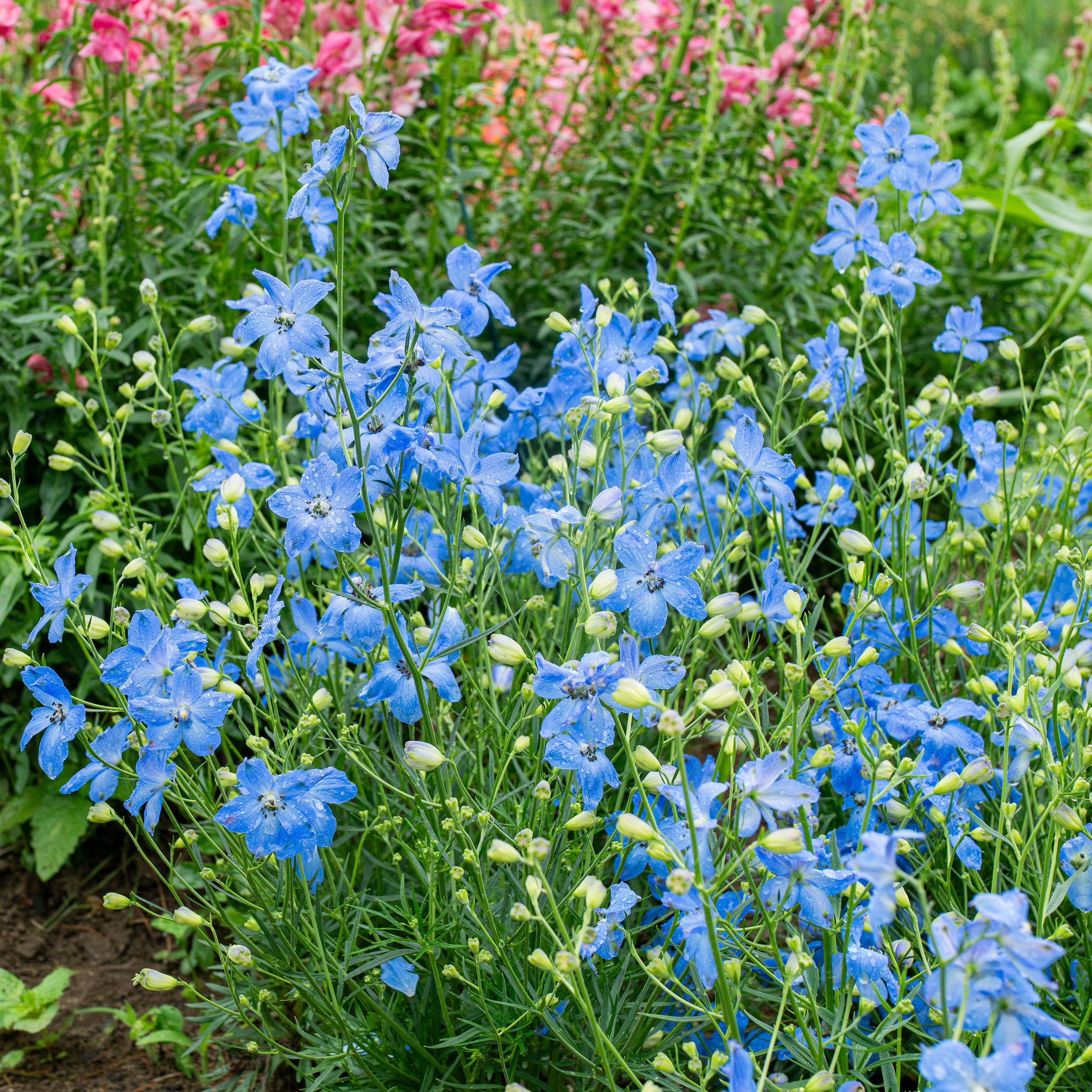 Delphinium 'Cheer Blue' F1 seeds