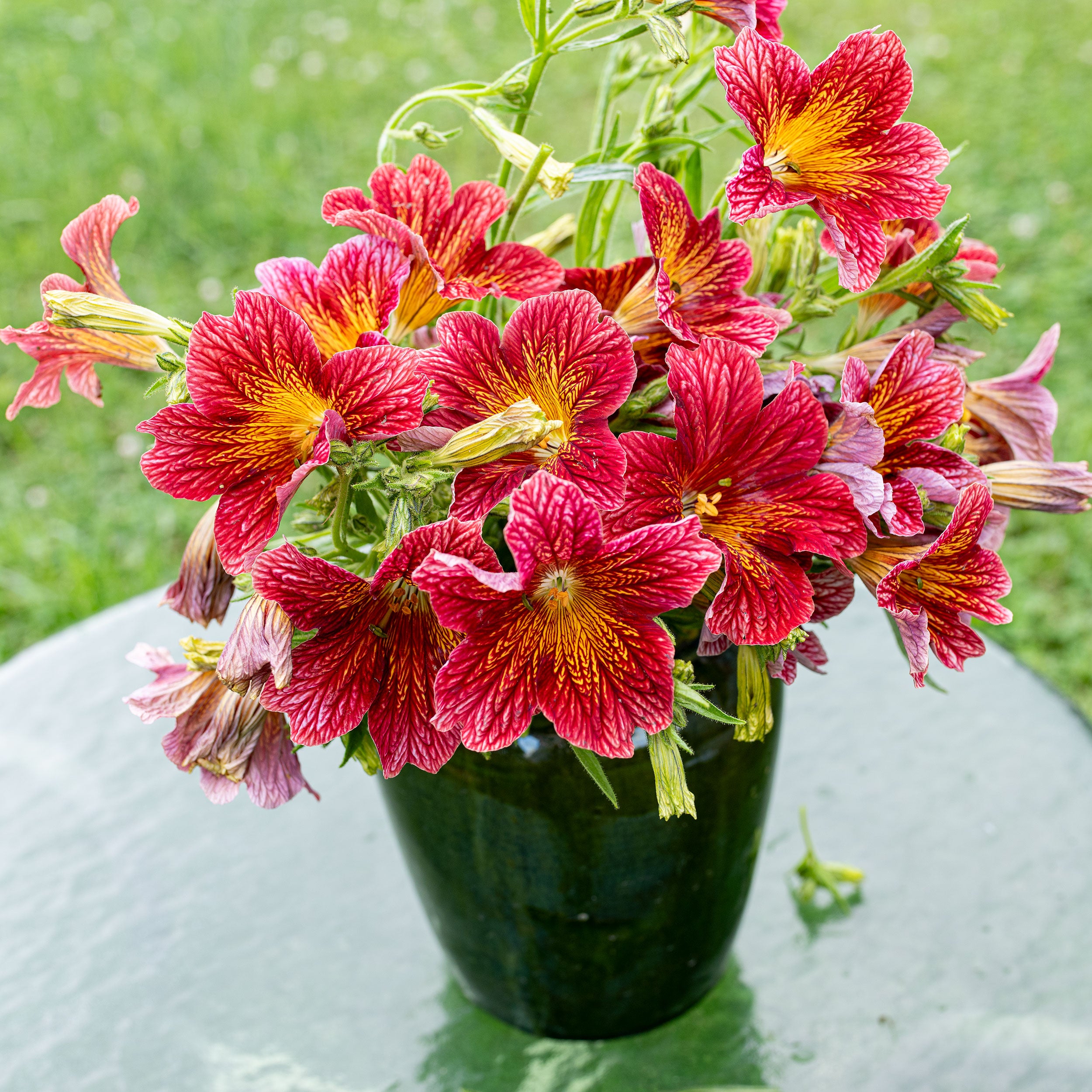 Painted Tongue 'Tora Red' seeds - Salpiglossis sinuata