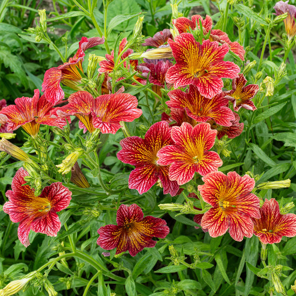 painted tongue flower seeds Painted Tongue 'Tora Red' seeds