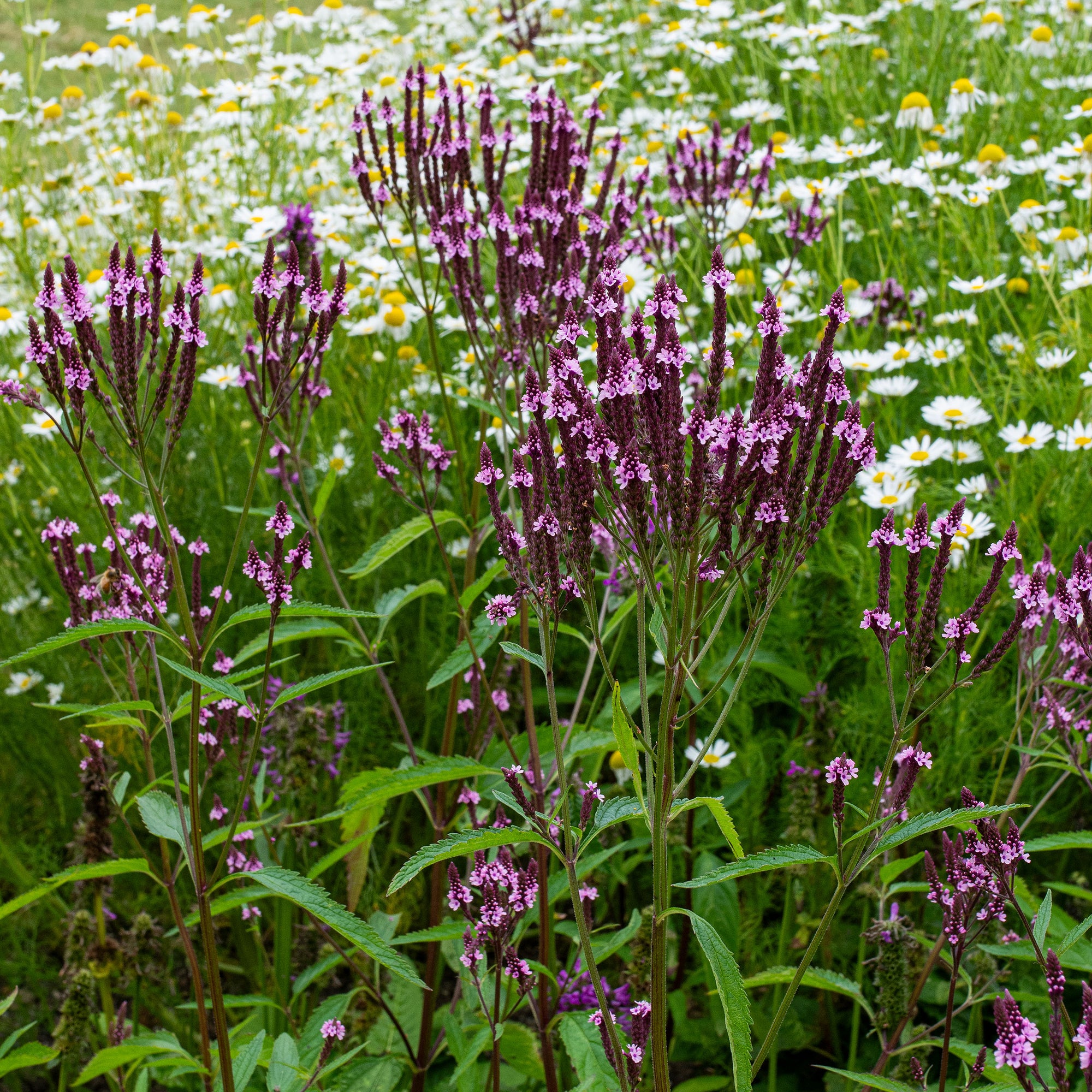 Verbena 'Pink Spires'