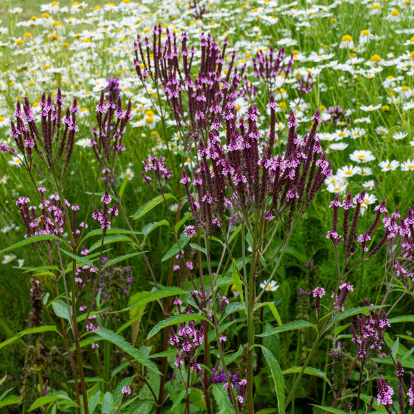 Verbena 'Pink Spires'