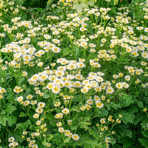 
    



Feverfew 'Orinoco'
