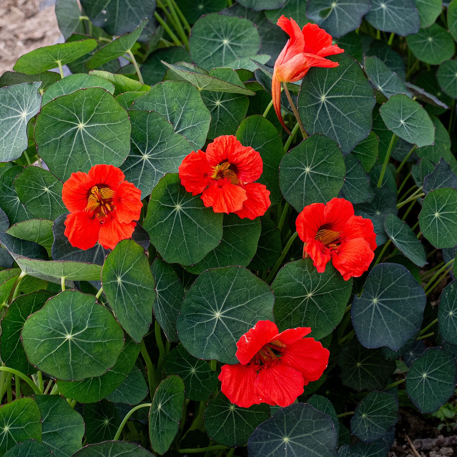 tropaeolum plant Nasturtium 'Coral Reef' seeds
