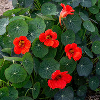 
    



Nasturtium 'Coral Reef'
