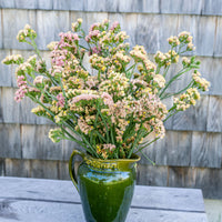 
    



Statice 'QIS® Apricot'
