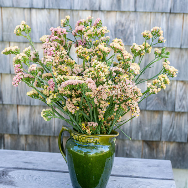 
    



Statice 'QIS® Apricot'
