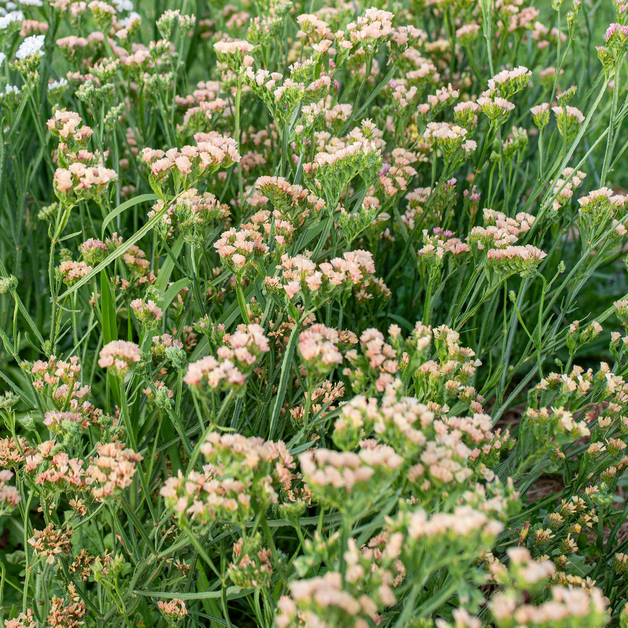 Statice 'QIS® Apricot'