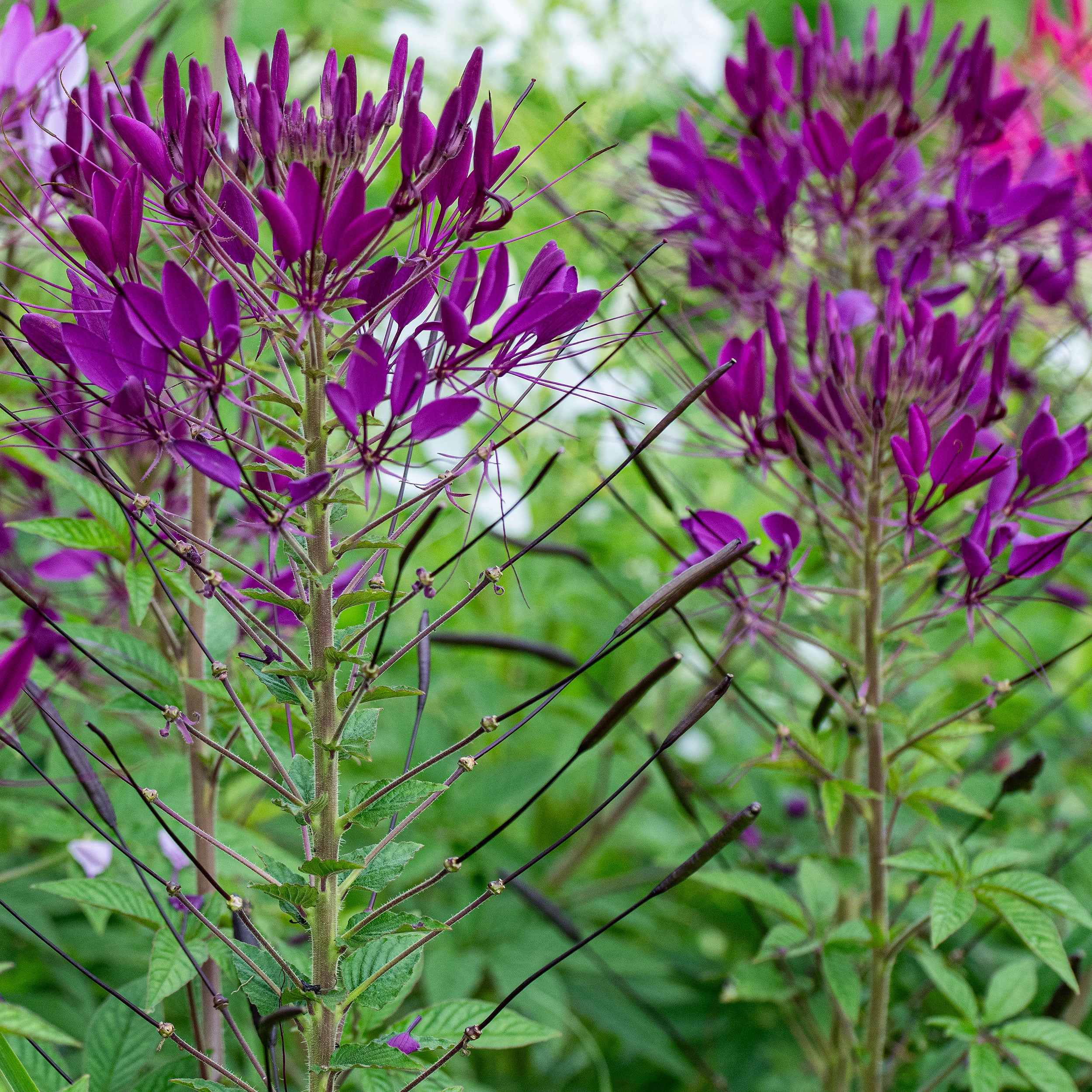 planting cleome seeds indoors Cleome 'Sparkler™ 2.0 Purple' F1 seeds
