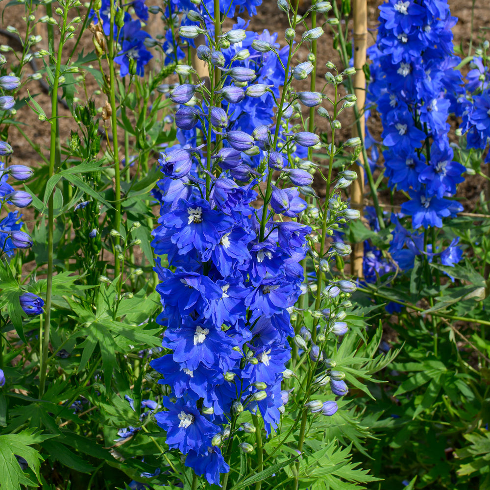 Delphinium 'Triton Dark Blue' F1 Delphinium 'Triton Dark Blue' F1