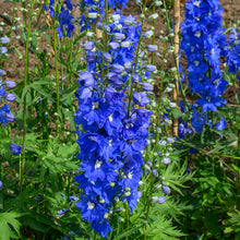 Delphinium 'Triton Dark Blue' F1
