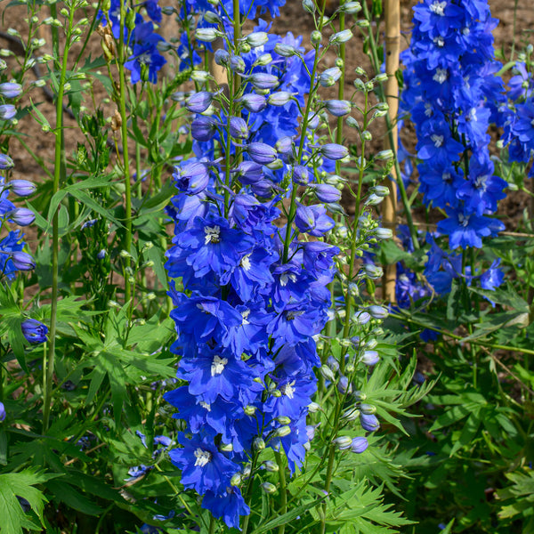 Delphinium 'Triton Dark Blue' F1