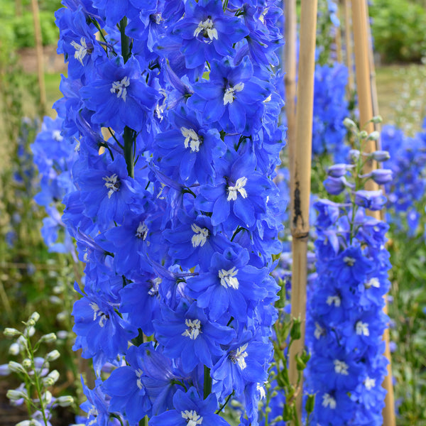 planting delphinium seeds indoors Delphinium 'Triton Dark Blue' F1