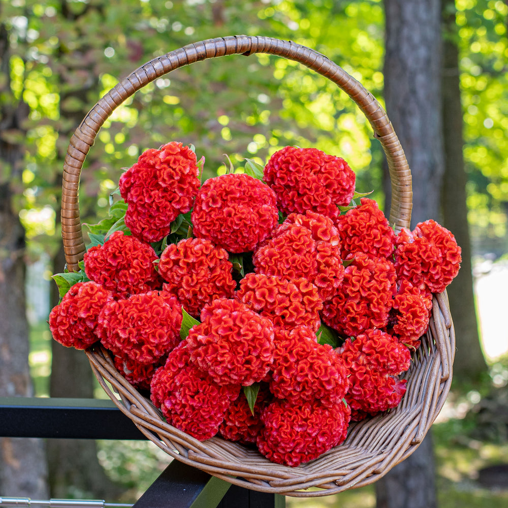 Celosia 'Chief Persimmon'