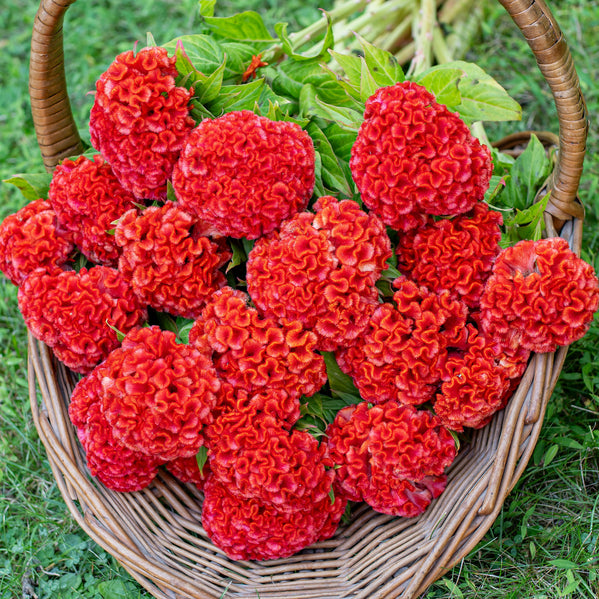 celosia flower seeds Celosia 'Chief Persimmon'