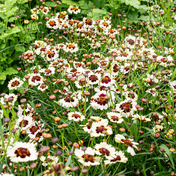 planting coreopsis seeds Coreopsis 'Corusco Cream-Red' seeds