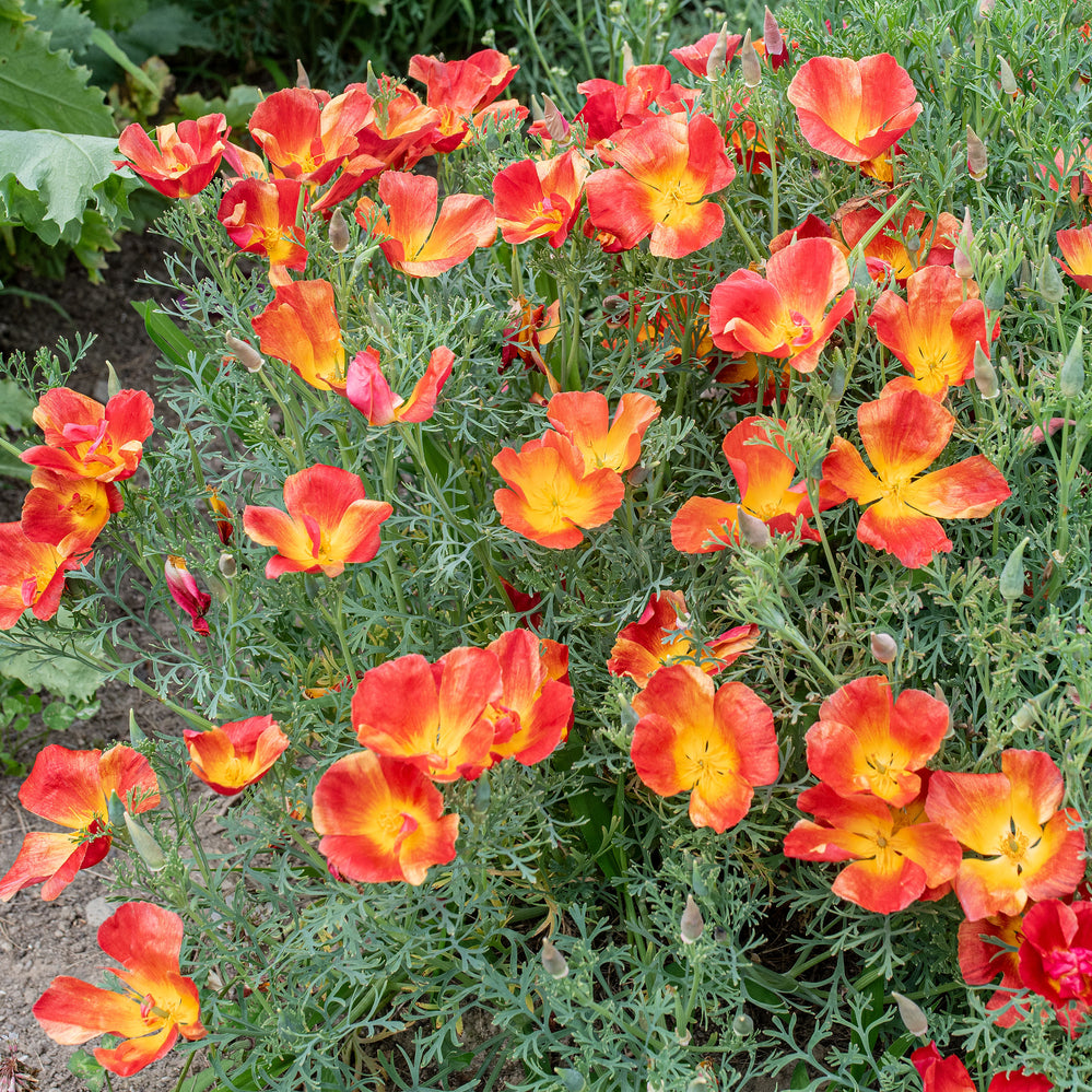 California Poppy 'Strawberry Fields'