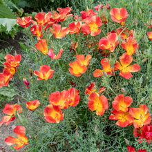 California Poppy 'Strawberry Fields'