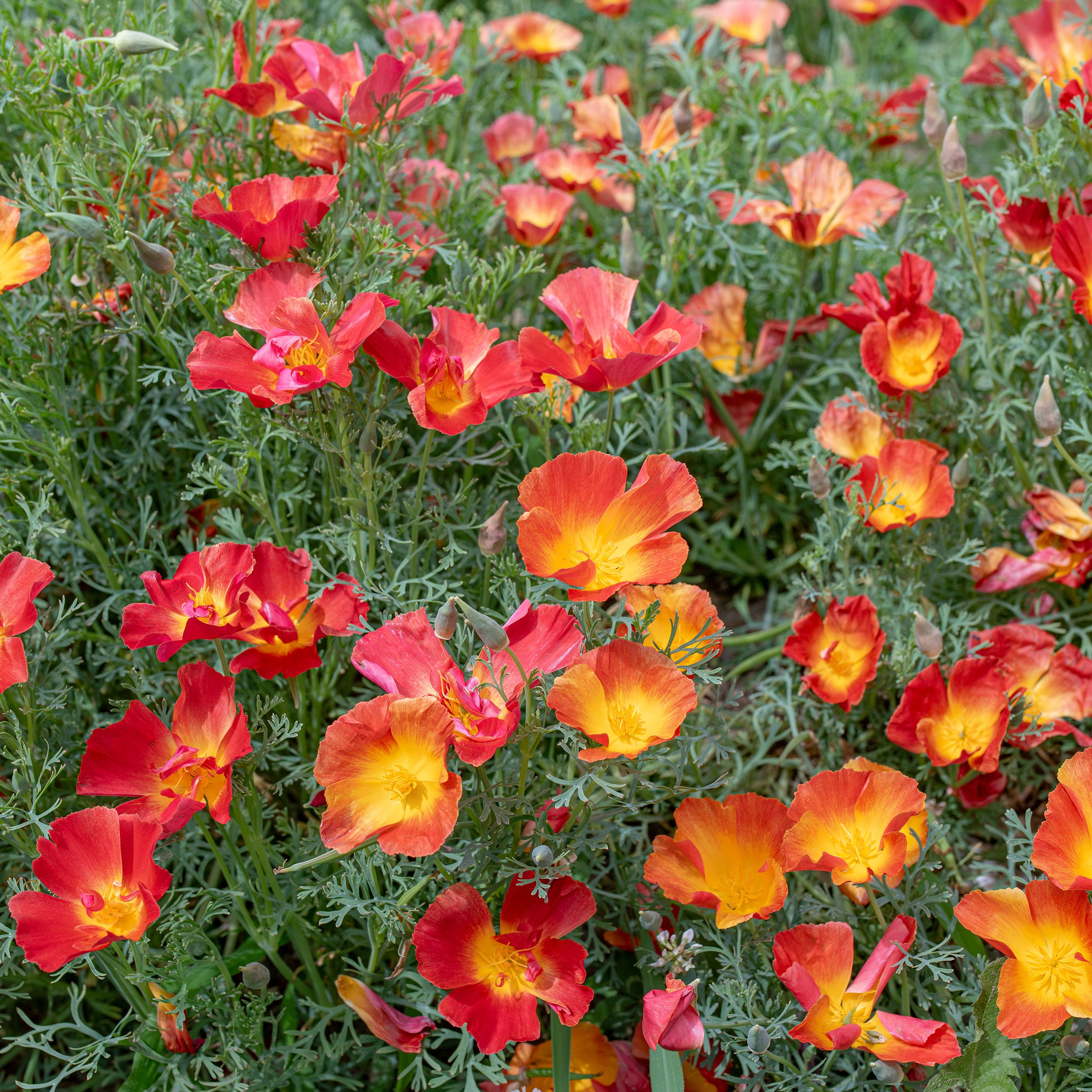 California Poppy 'Strawberry Fields' seeds - Eschscholzia californica