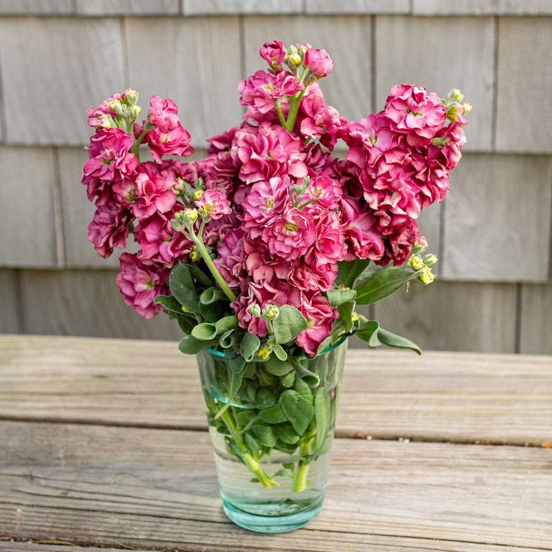 Stock 'Chanter Vintage Rose'