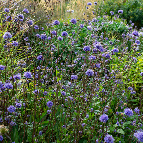 devil's eye plant Devil's Bit Scabious seeds