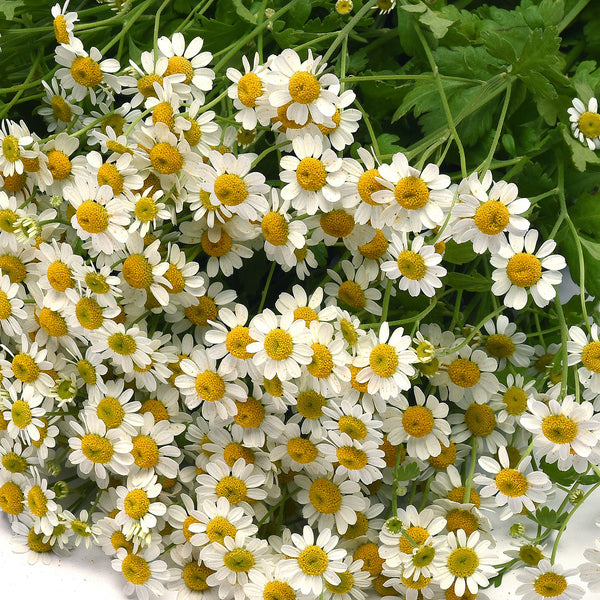Feverfew Roots Feverfew 'Vegmo Single' seeds - Tanacetum parthenium