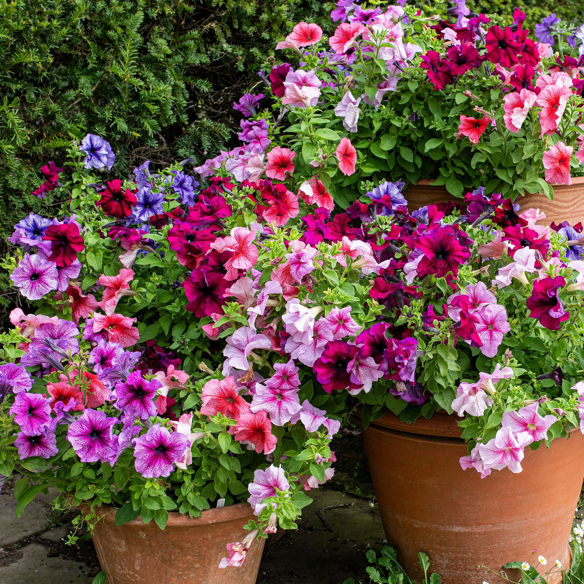 Petunia 'Daddy® Mix' F1