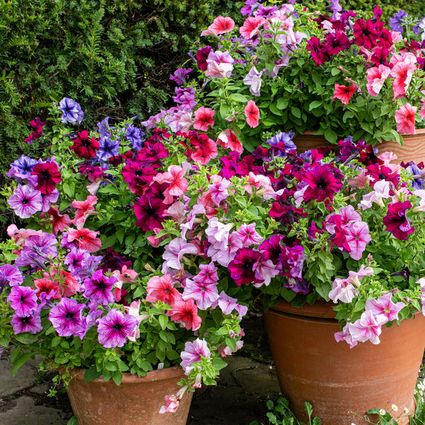 petunia potting mix Petunia 'Daddy® Mix' F1