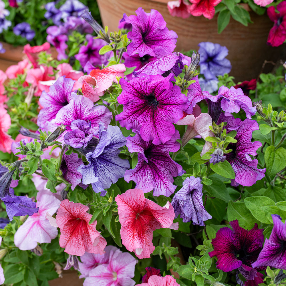 Petunia 'Daddy® Mix' F1