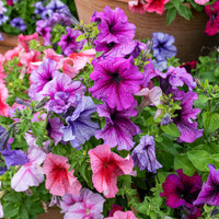 
    



Petunia 'Daddy® Mix' F1
