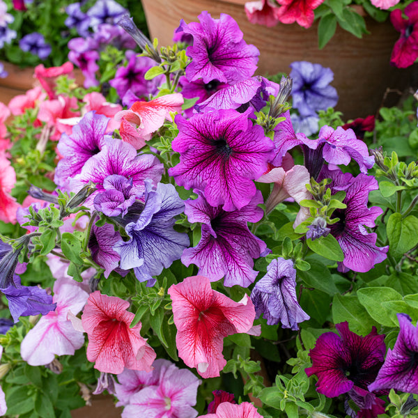 
    



Petunia 'Daddy® Mix' F1
