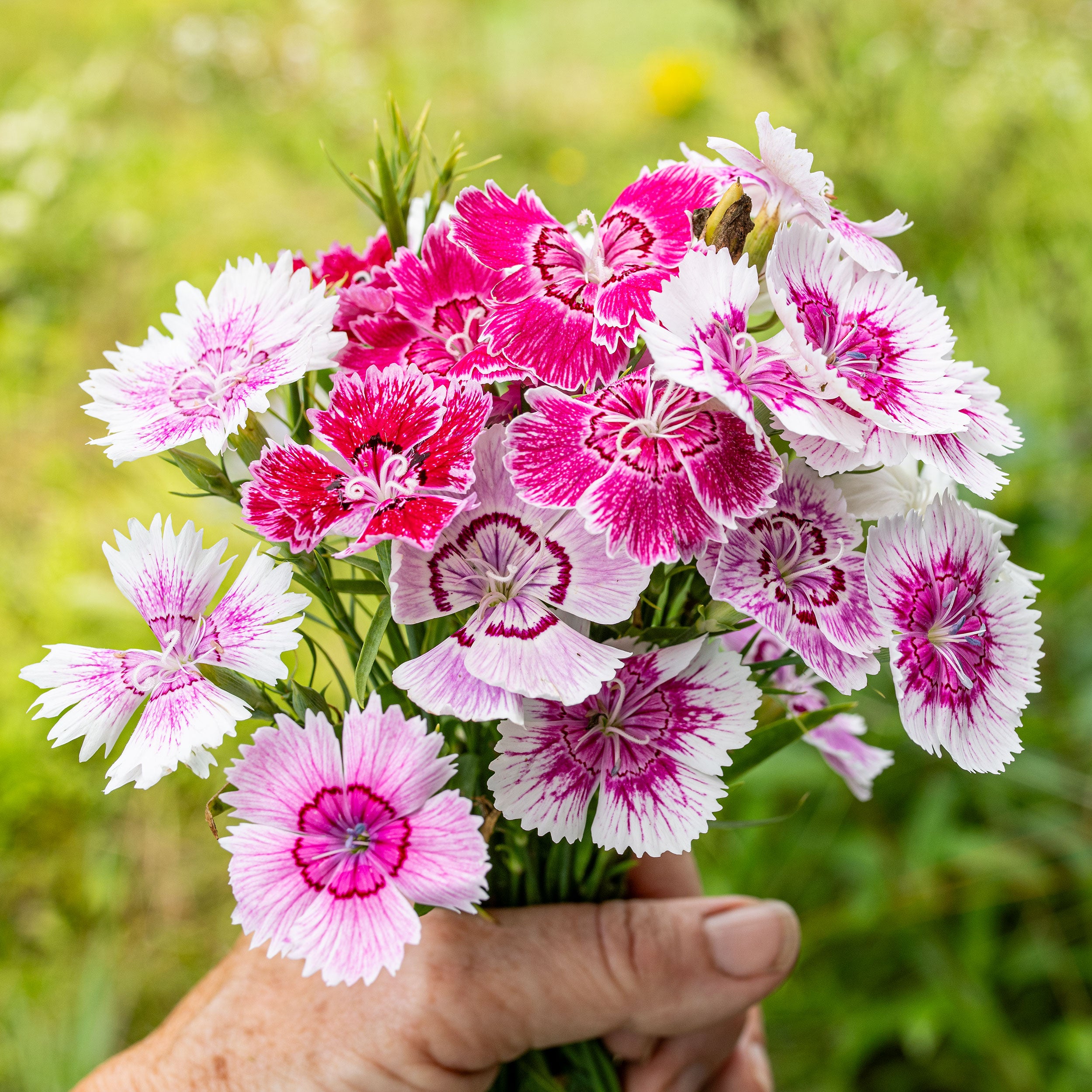 dianthus indoor plant China Pink 'Gaiety Single Mix'