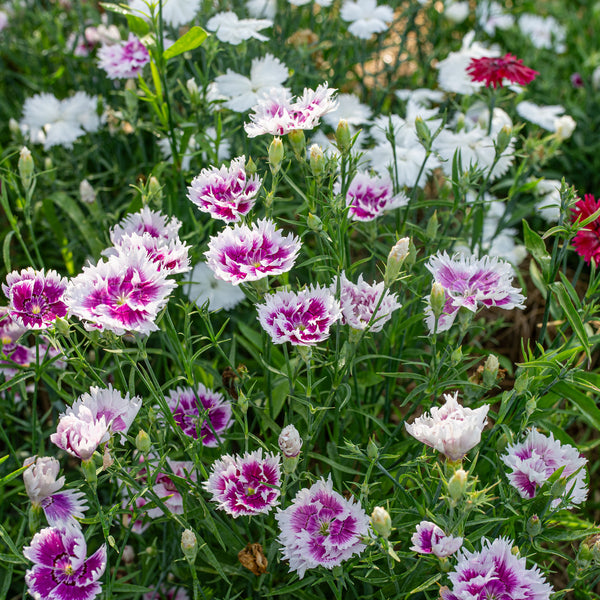 China Pink 'Gaiety Single Mix'