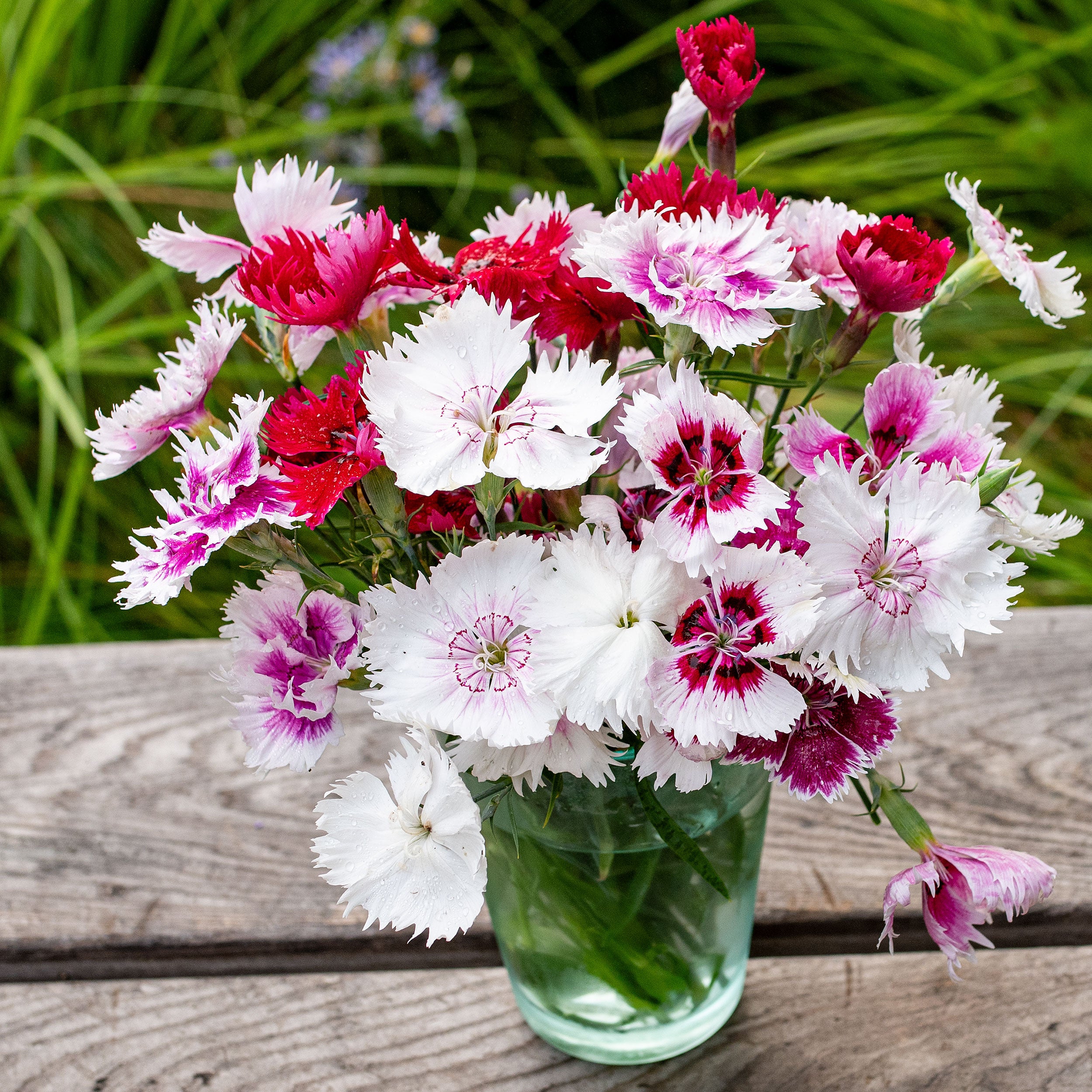 China Pink 'Gaiety Single Mix' seeds - Dianthus chinensis heddewigii
