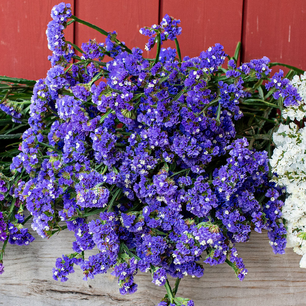 Statice 'QIS® Dark Blue'