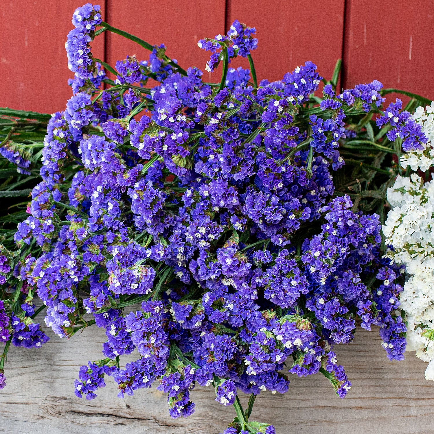 Statice 'QIS® Dark Blue'