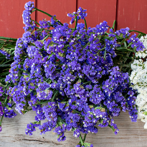 planting statice seeds Statice 'QIS® Dark Blue'