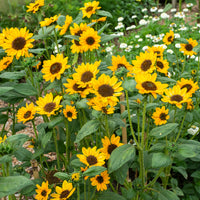 
    



Sunflower 'Sonja™'
