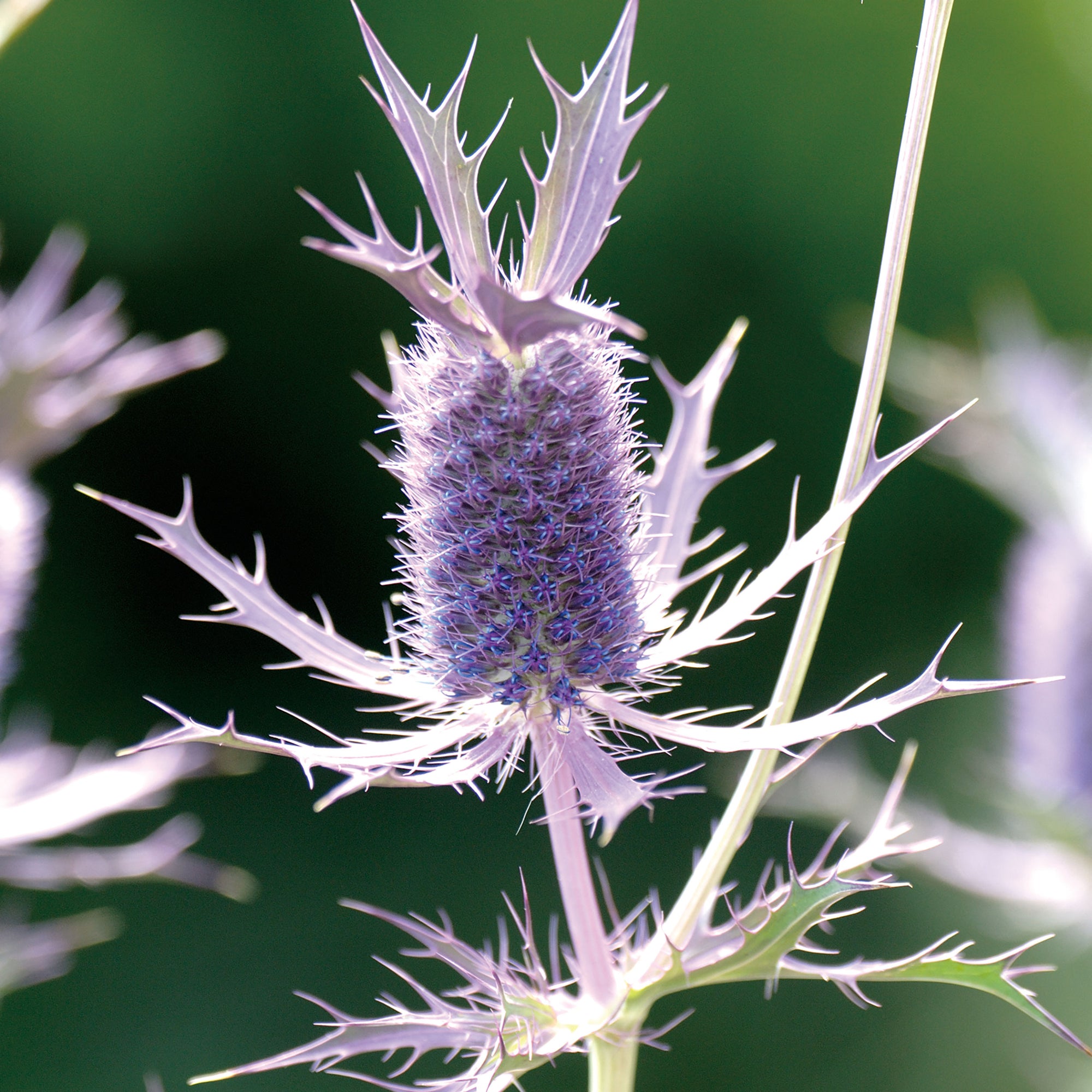 Sea Holly 'Purple Sheen'
