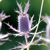 
    



Sea Holly 'Purple Sheen'
