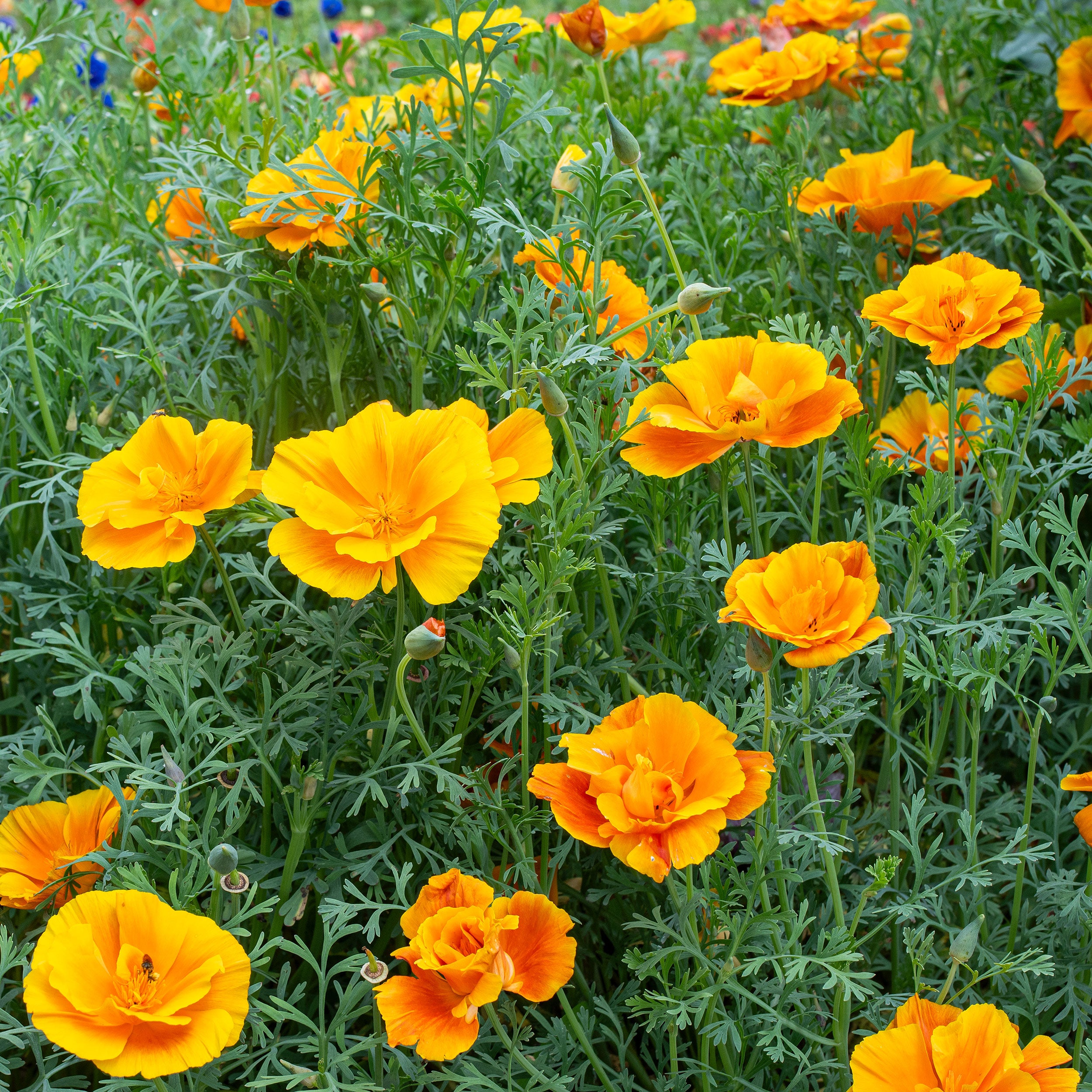 California Poppy 'Lady Marmalade' seeds - Eschscholzia californica