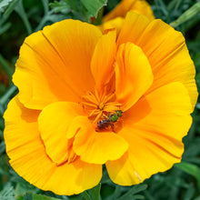 California Poppy 'Lady Marmalade'