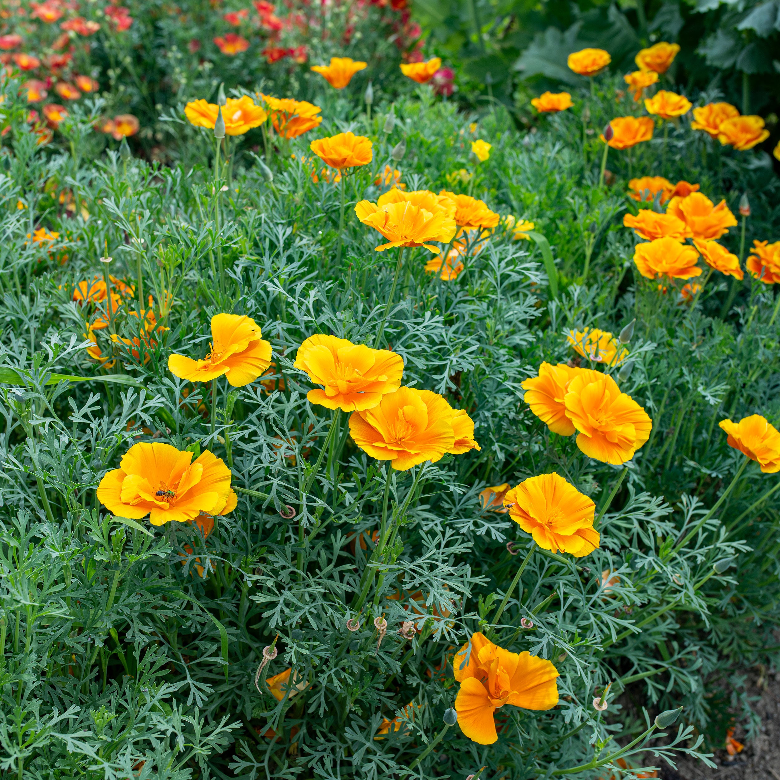 Poppy California Poppy 'Lady Marmalade' seeds - Eschscholzia californica