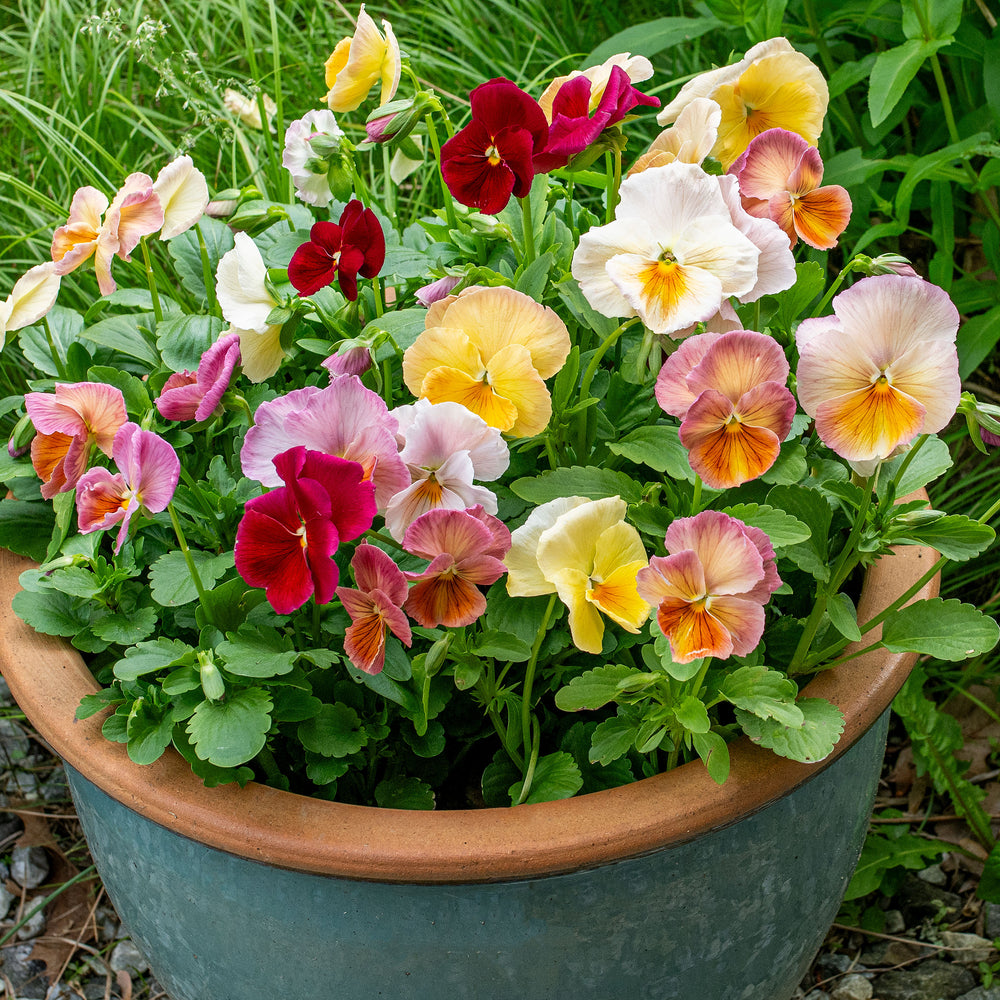 Viola 'Imperial™ Antique Shades' F1