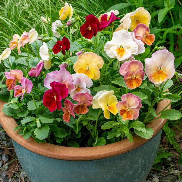 Viola 'Imperial™ Antique Shades' F1