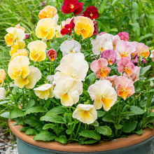 Viola 'Imperial™ Antique Shades' F1