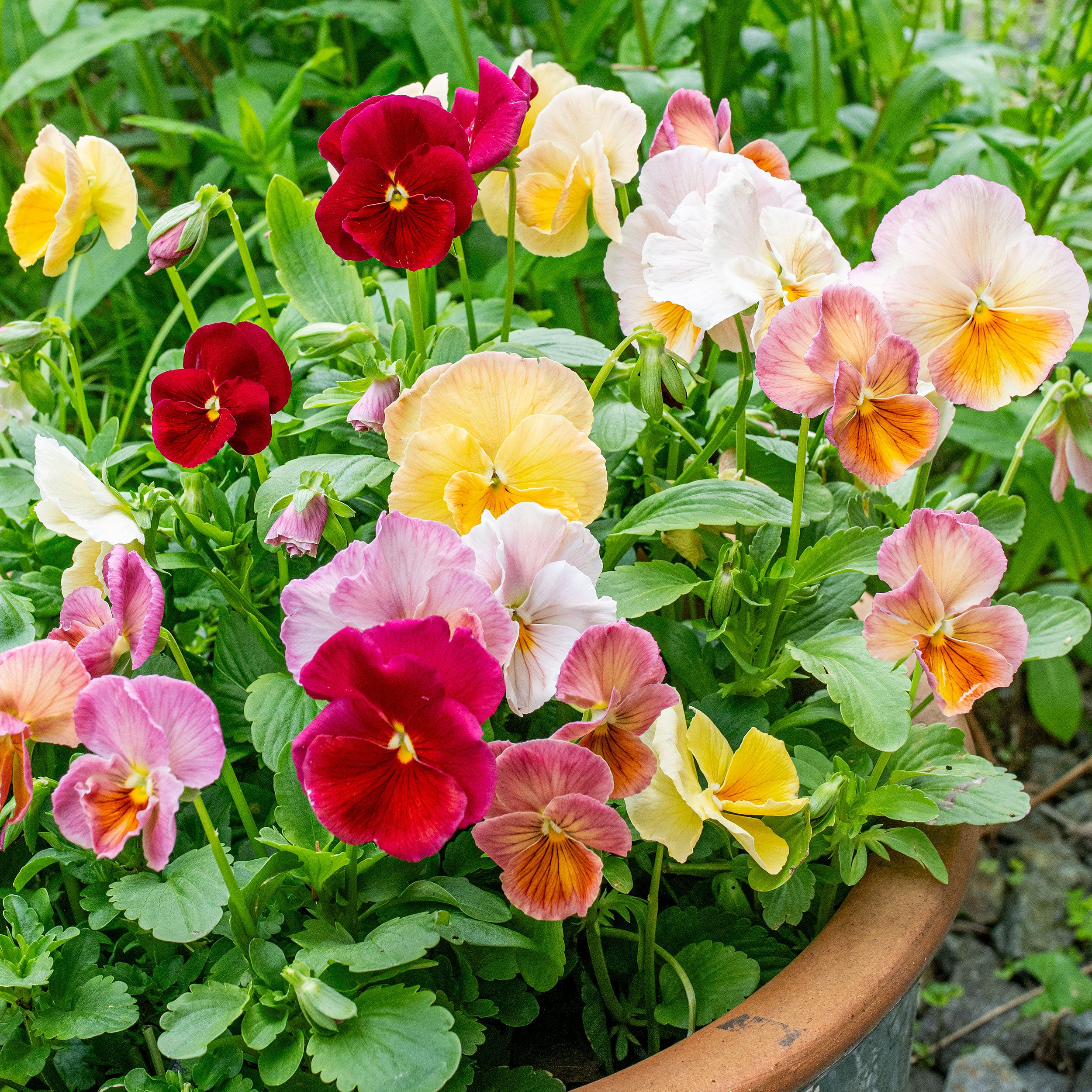 Viola x wittrockiana 'Imperial™ Antique Shades' F1 seeds