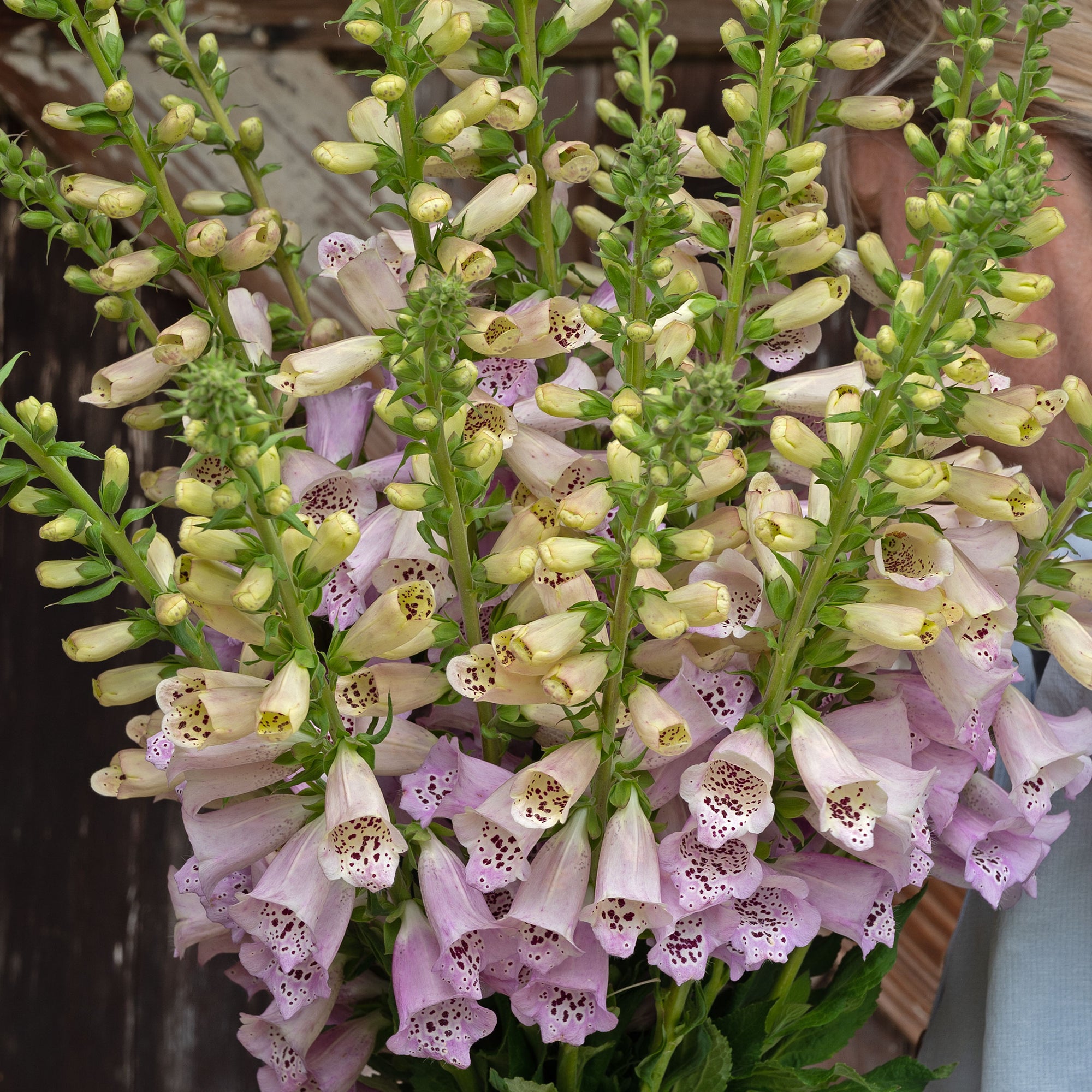 Foxglove 'Camelot™ Lavender' F1