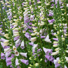 Foxglove 'Camelot™ Lavender' F1